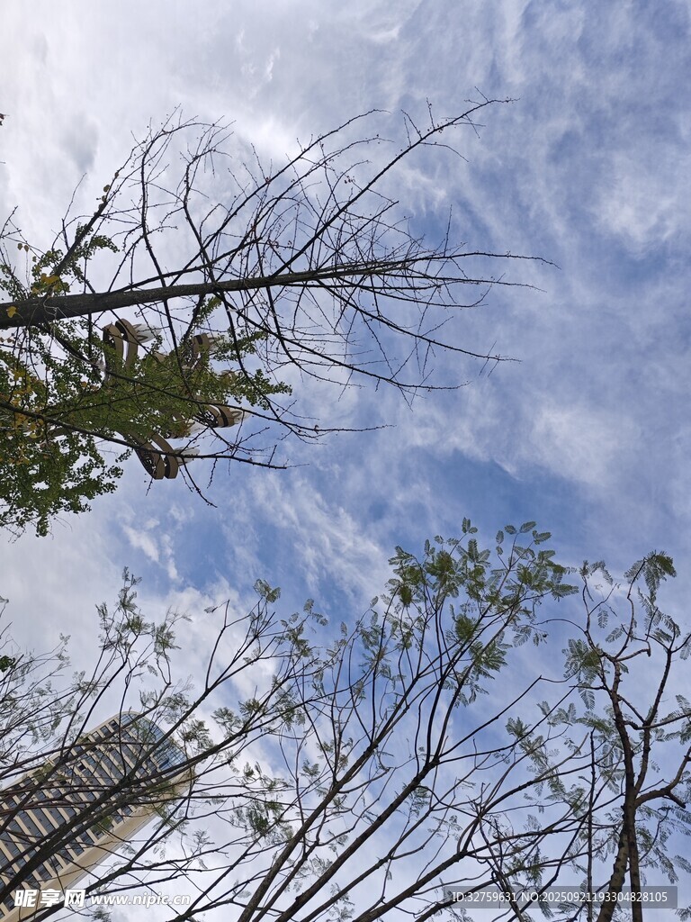 仰观树梢与蓝天白云