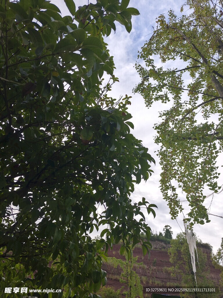 透过枝叶看天空与建筑