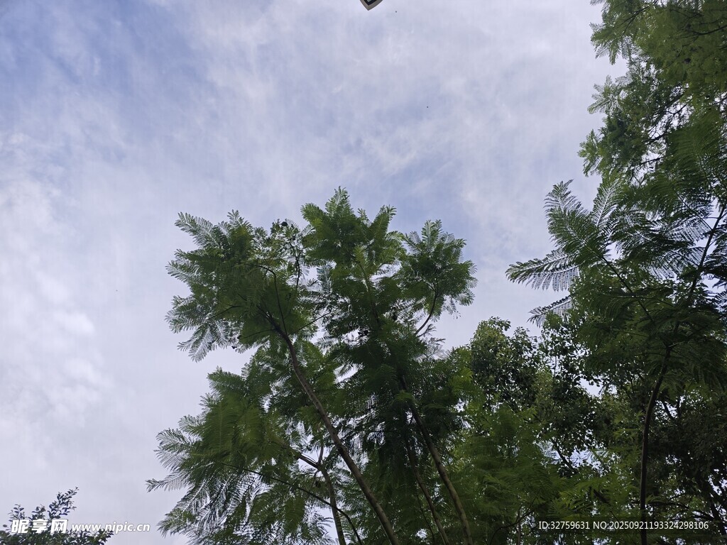 仰望天空中的飞鸟与绿树