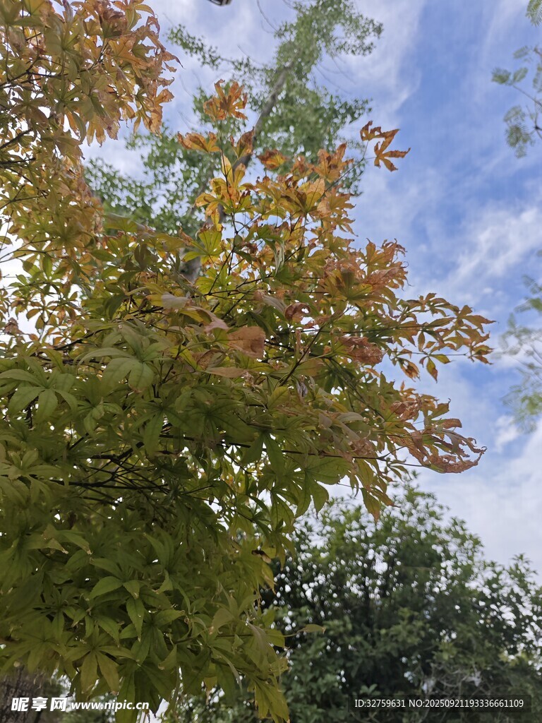 秋日树梢与蓝天美景