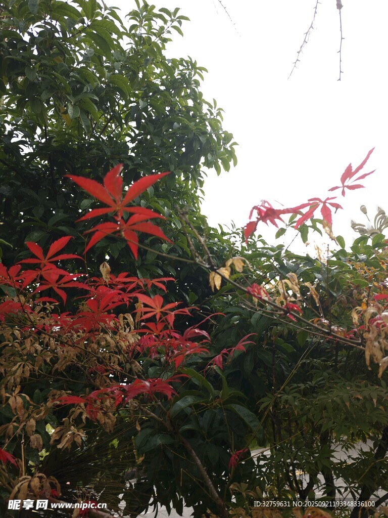秋日红枫叶景