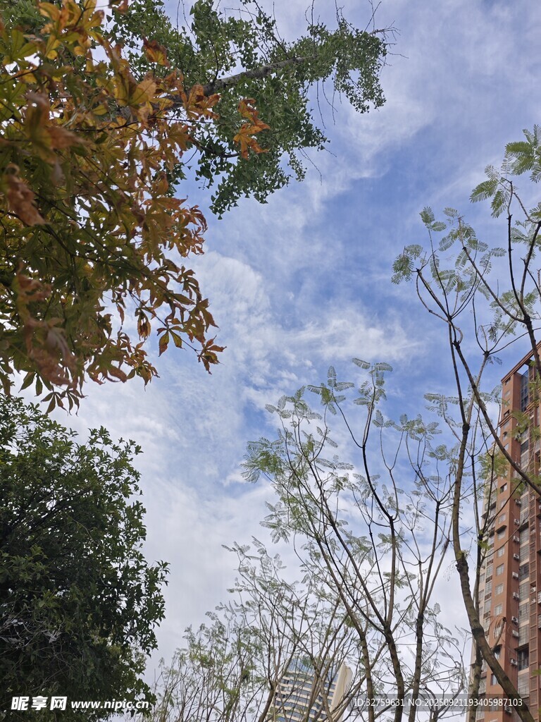 秋日城市树梢上的天空