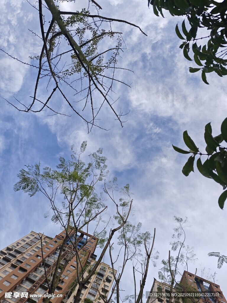仰视高楼间的树木与天空