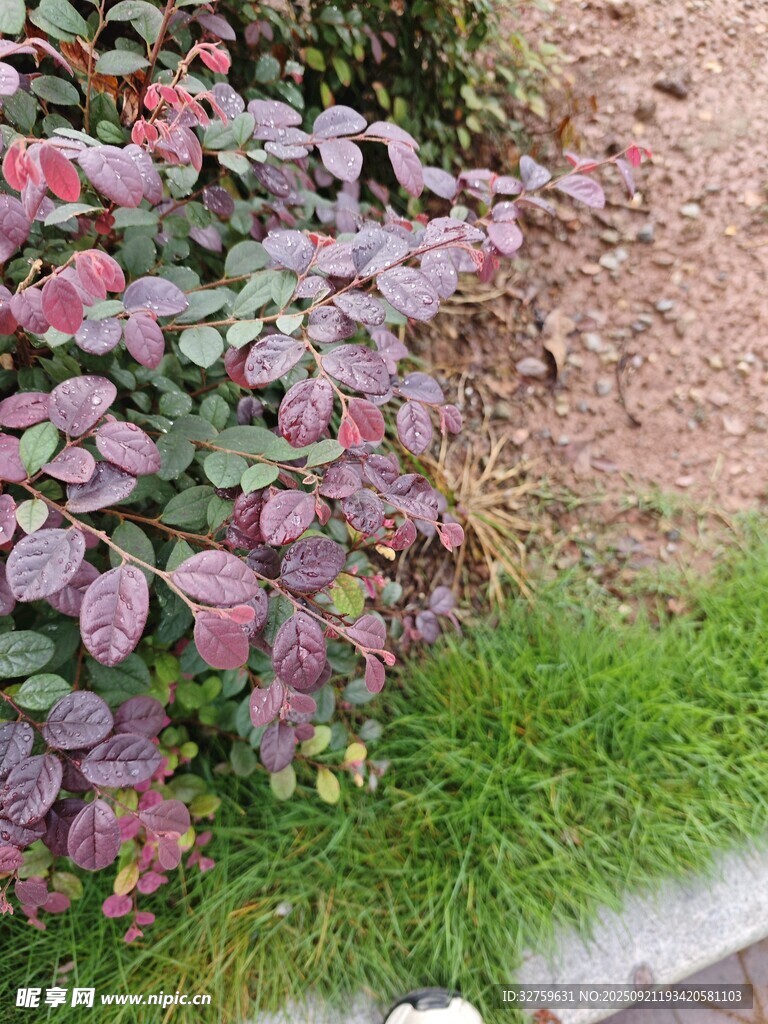 多彩植物与绿草景观