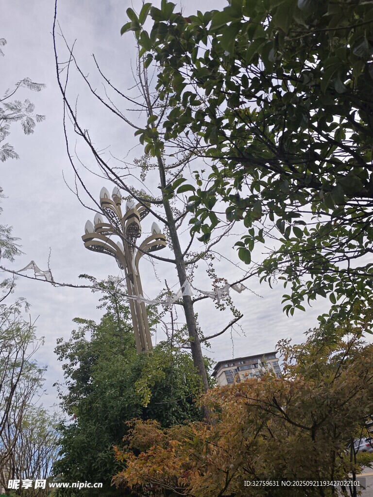 秋日树林中的高耸树木