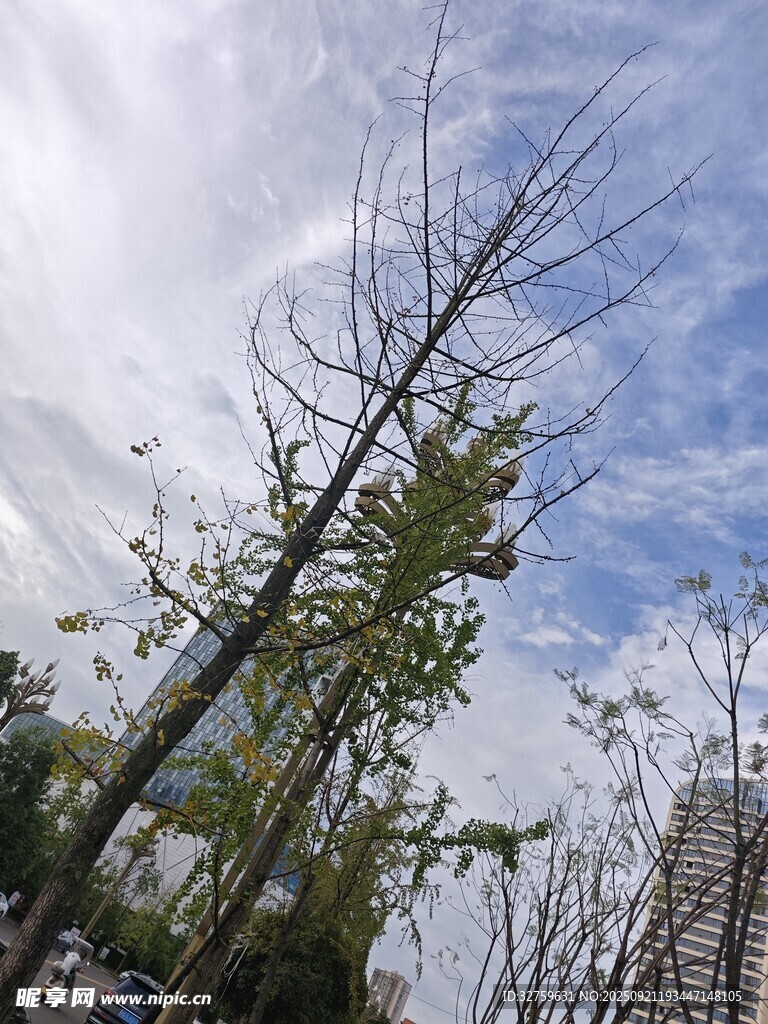 枯树挺立蓝天之下