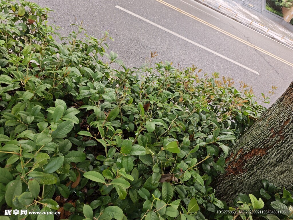 路边绿植与树干景象