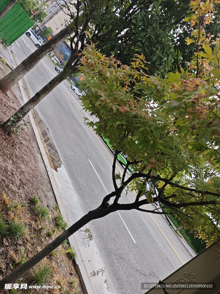 俯瞰城市道路与绿树