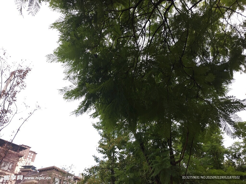 仰视繁茂绿树与建筑