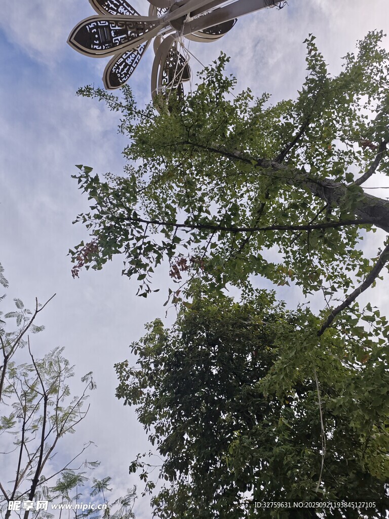 飞鸟掠过葱郁树梢