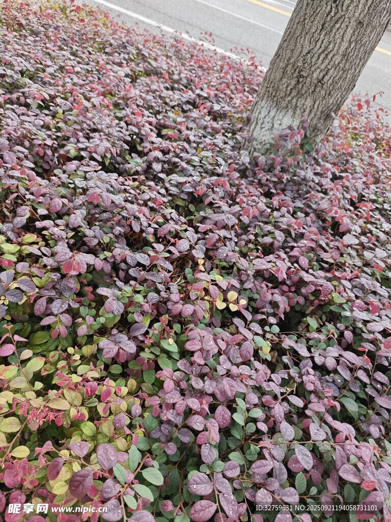 树下多彩花卉景观