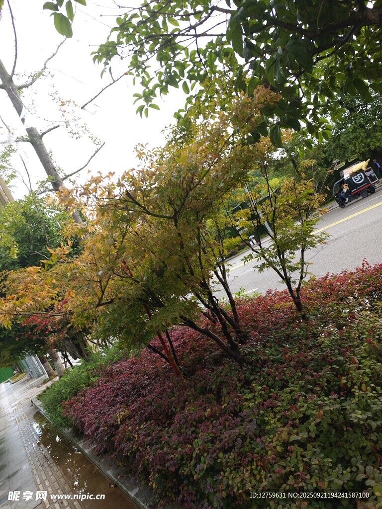 路边多彩绿植景观