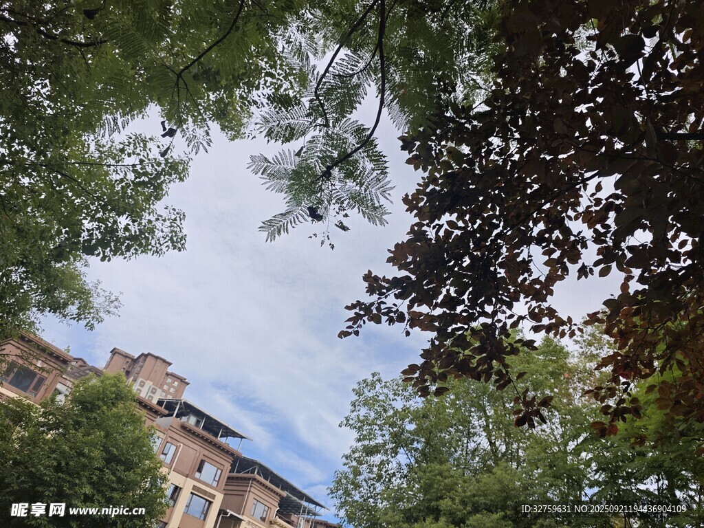 透过枝叶看建筑风光