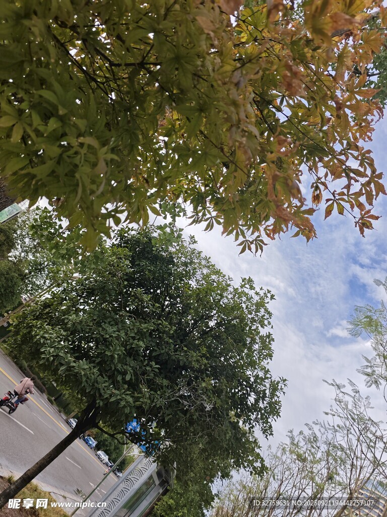 秋日树梢下的天空景致