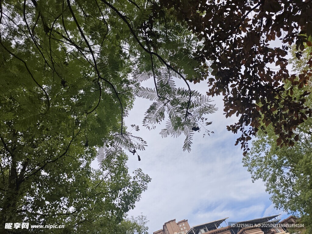 仰视繁茂绿树与蓝天
