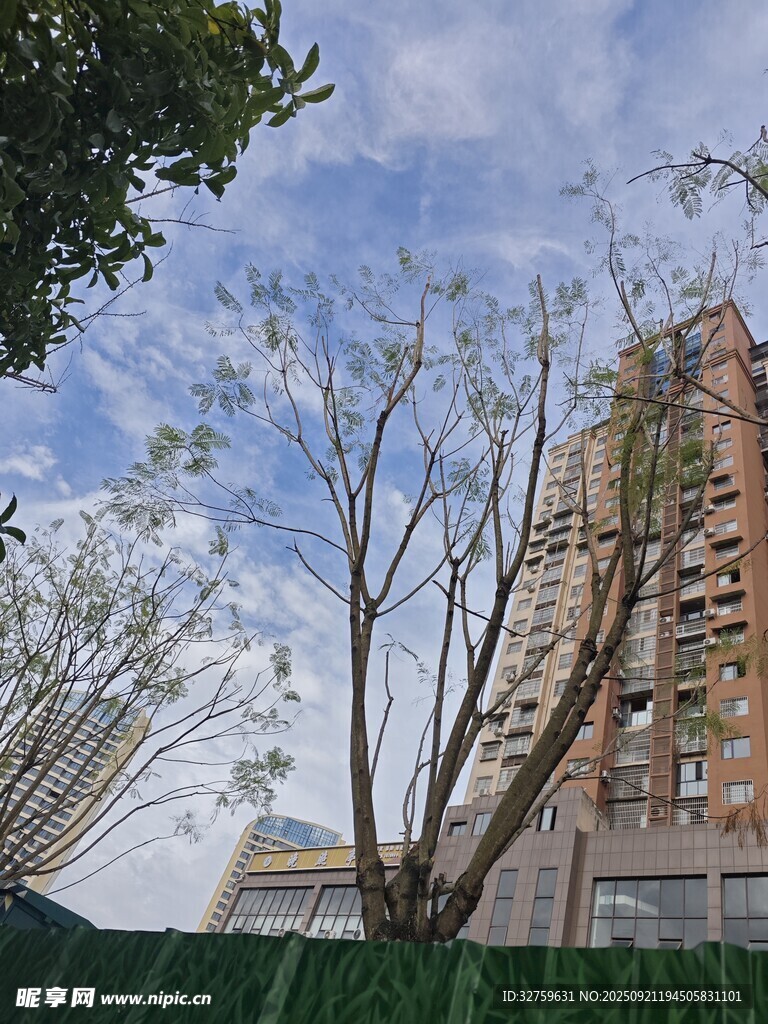 高楼旁的光秃树木景观