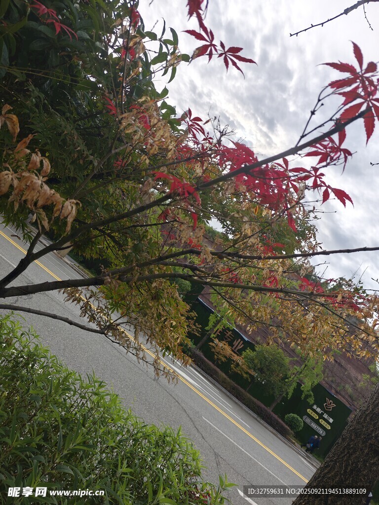 路边红枫树枝叶繁茂