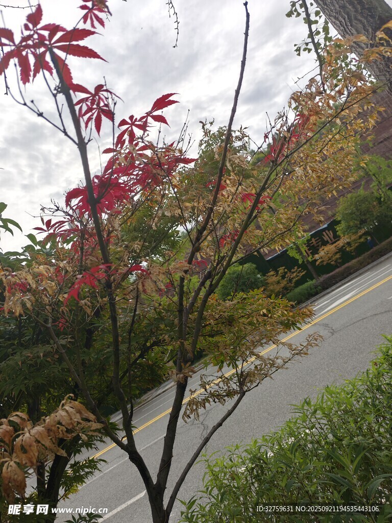 路边红枫枝叶景致