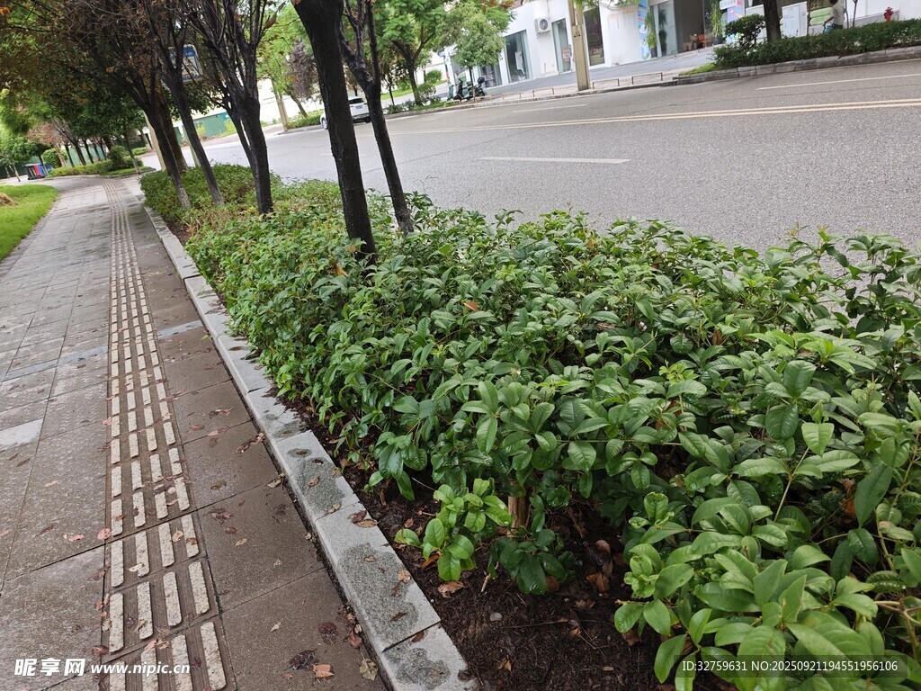 路边绿植景观
