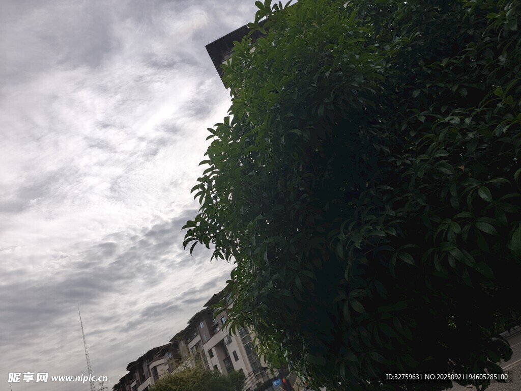 屋顶旁的葱郁绿植