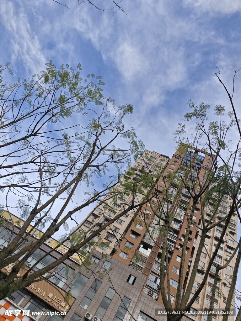 高楼旁光秃树木与蓝天