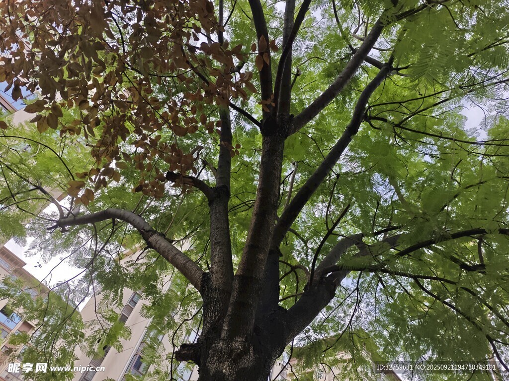 高大繁茂的绿叶树木