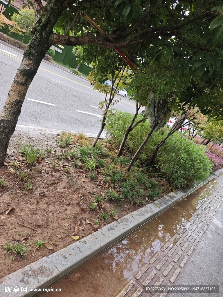 路边积水旁的绿植景观
