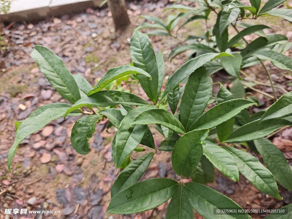 绿叶植物特写