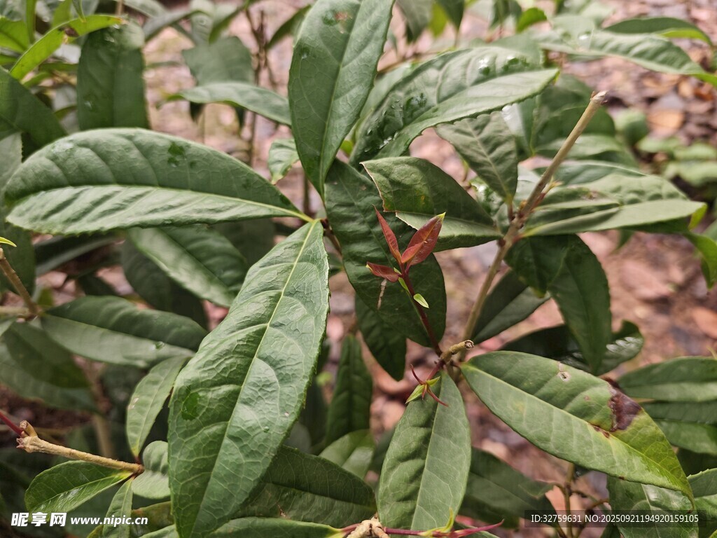 绿叶繁茂的植物特写