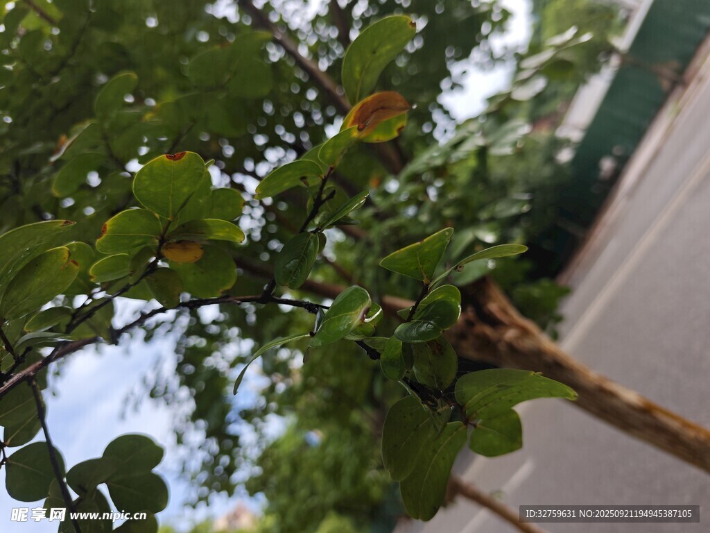 绿叶繁茂的树枝特写