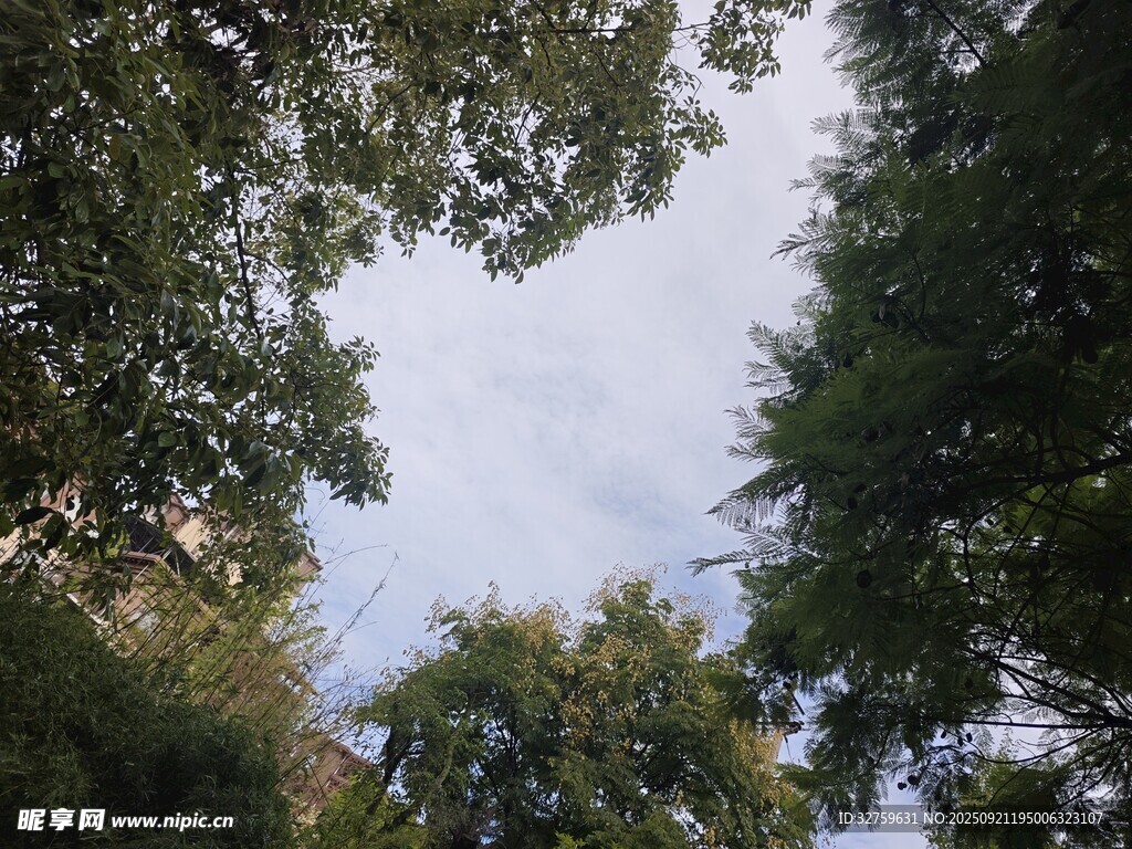 仰视林间树梢天空