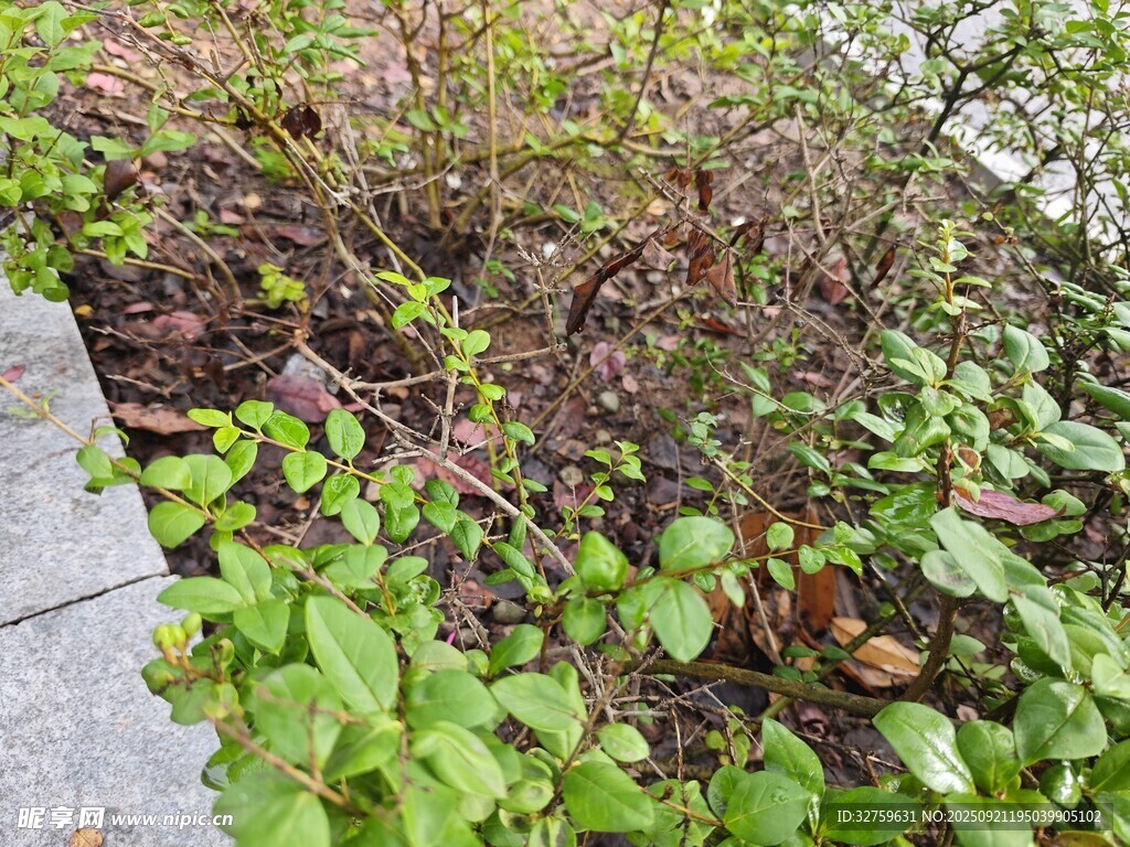 路边繁茂绿植景观
