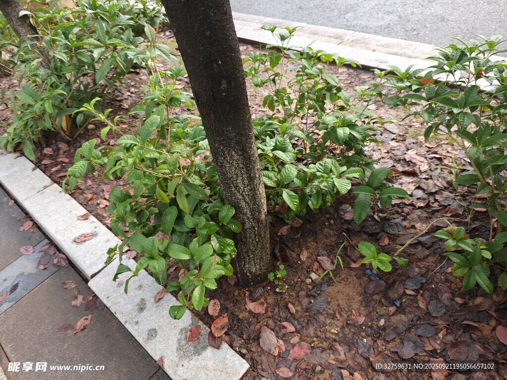 树下绿植景观