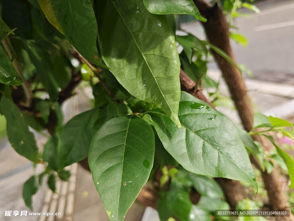翠绿繁茂的植物枝叶
