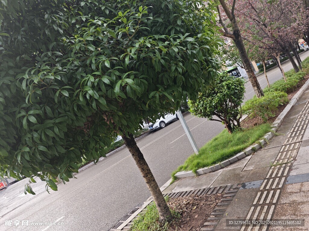 街道旁绿树与道路景观