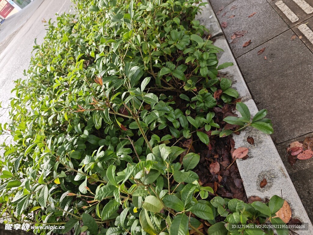 路边繁茂绿植景观