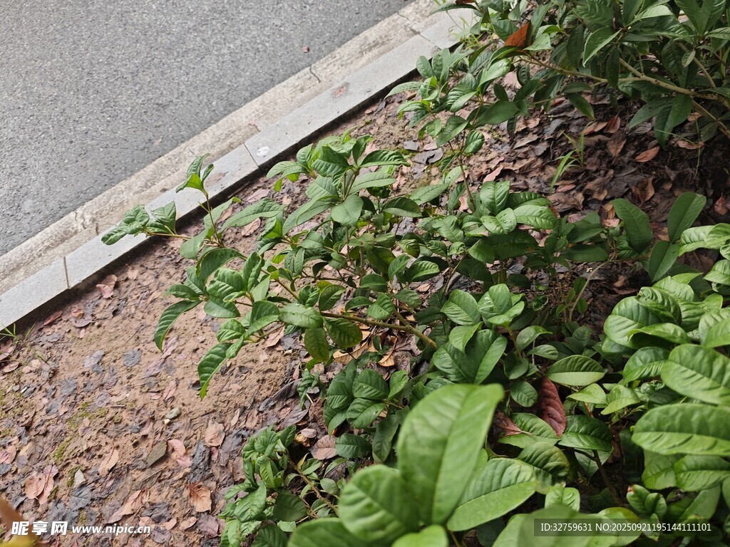路边绿植景观