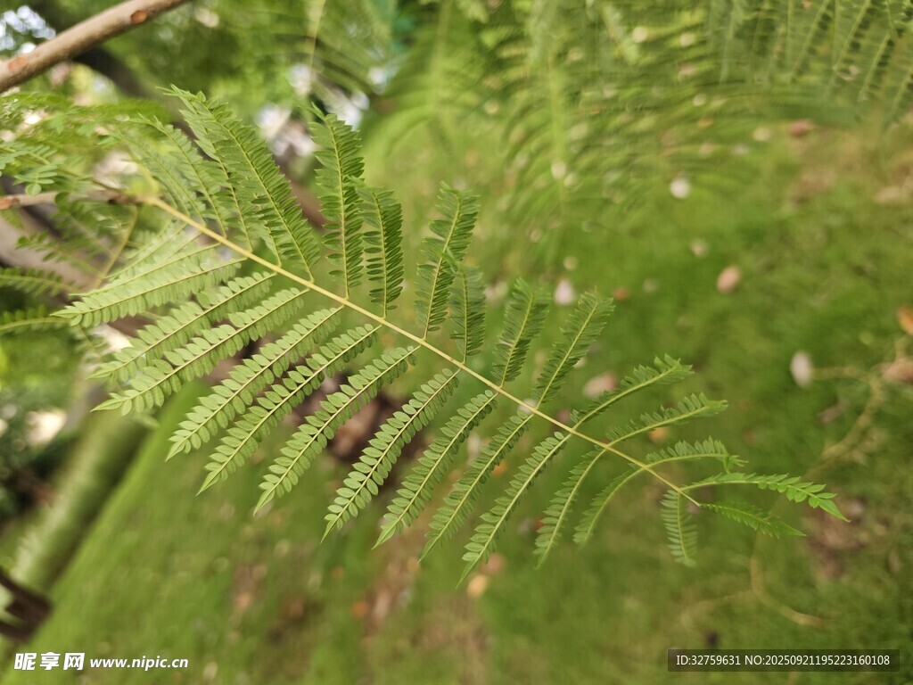 翠绿蕨类植物叶片特写