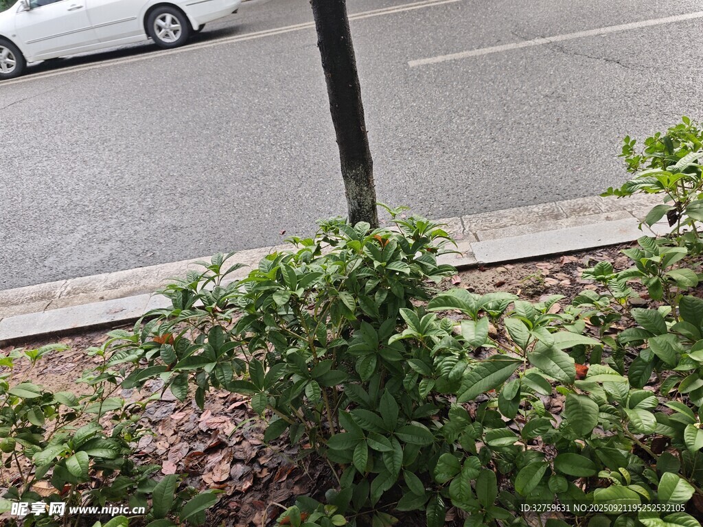 路边绿植景观