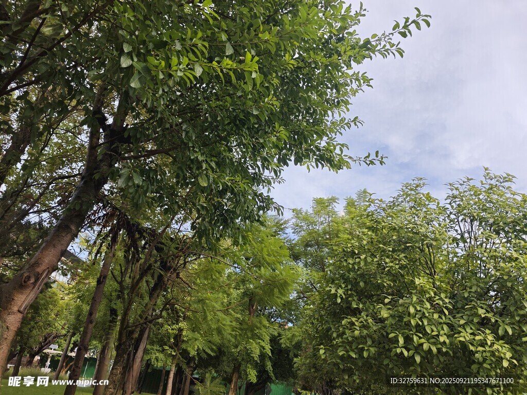 夏日葱郁树林景观