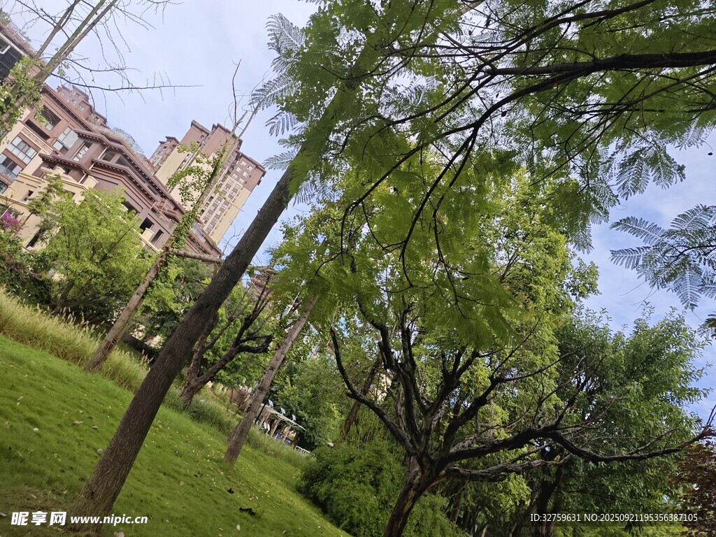 公园绿树成荫的清新景致