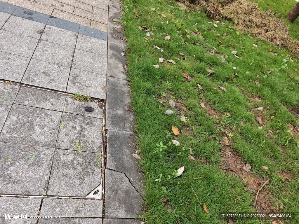 人行道旁的翠绿草地
