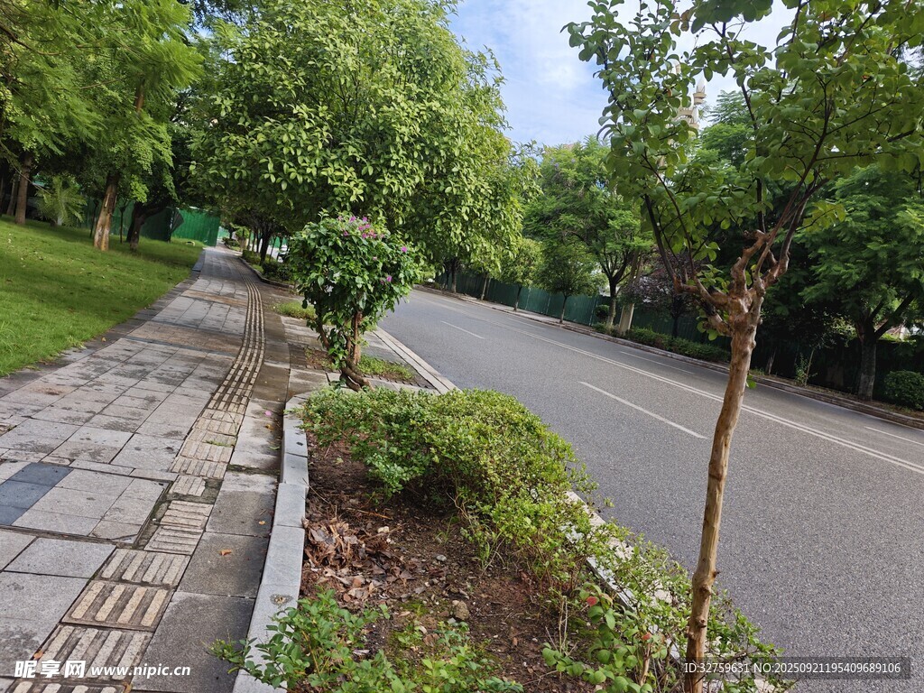 林荫小道旁的清新街景