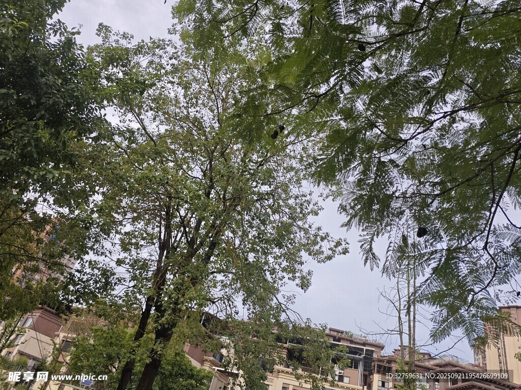 繁茂绿树映衬下的民居