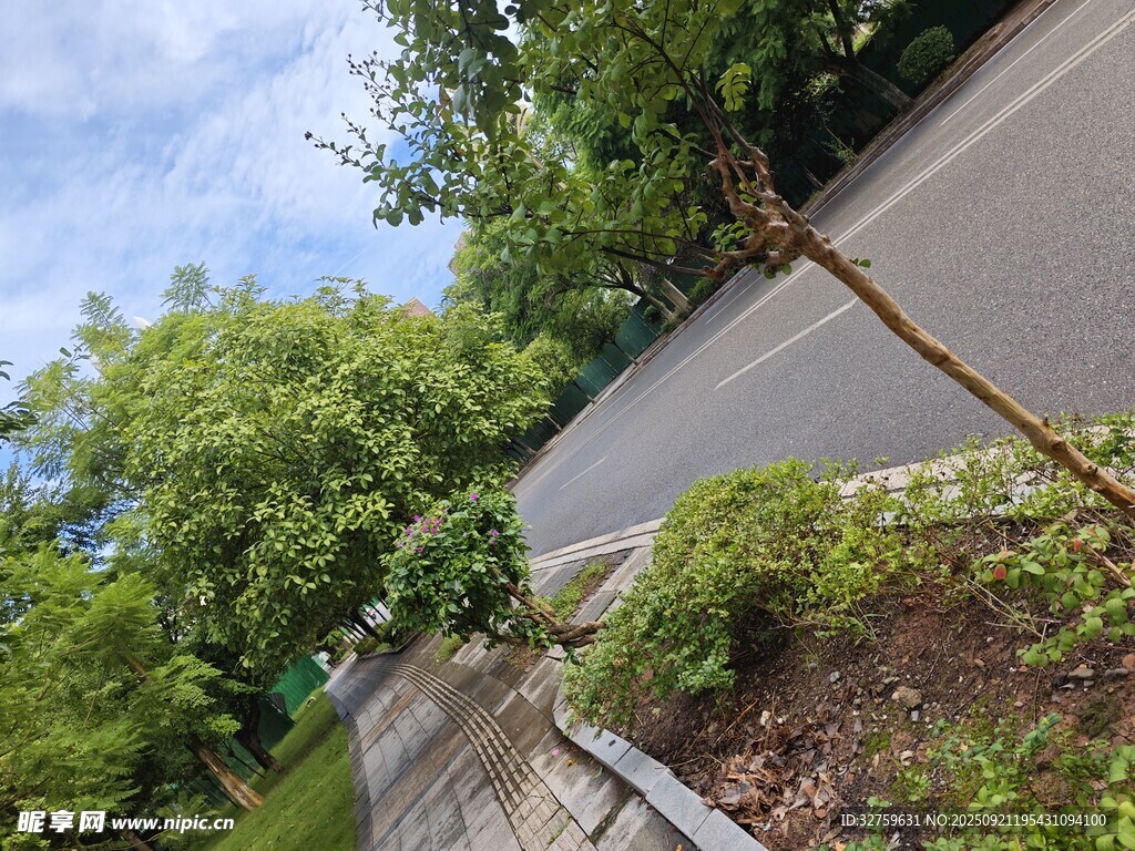 路边绿植景观