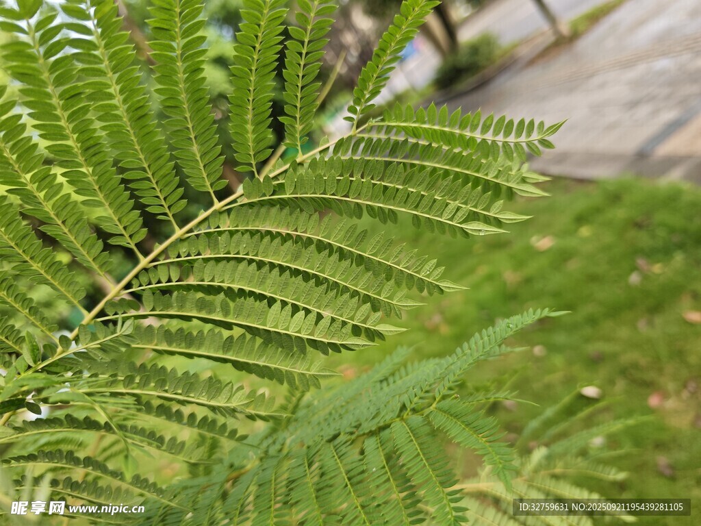 翠绿蕨类植物叶片特写