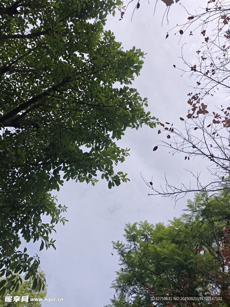 树梢间的天空景色