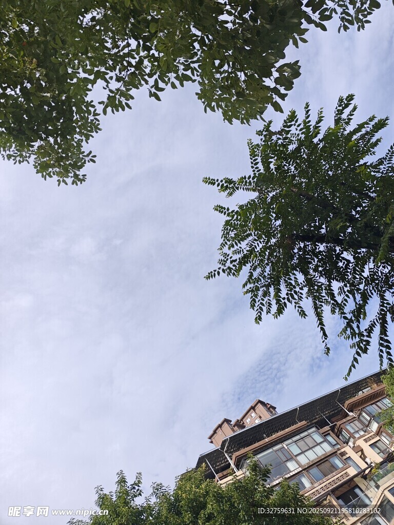 仰视绿树与楼房