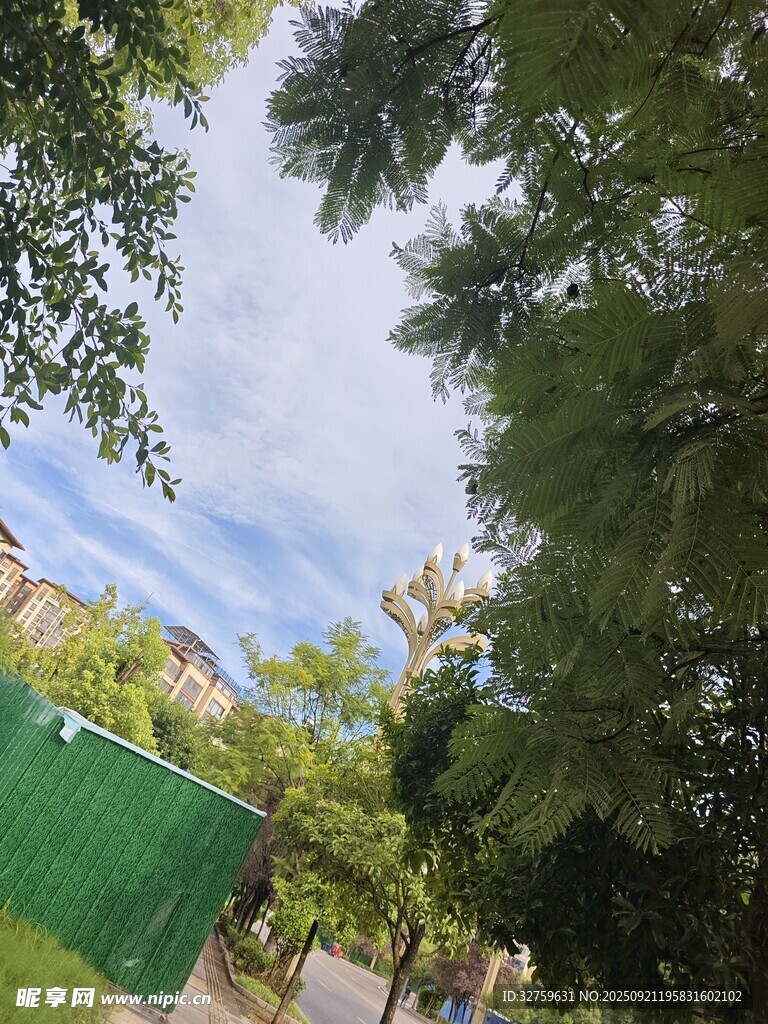 夏日林荫下的清新景致