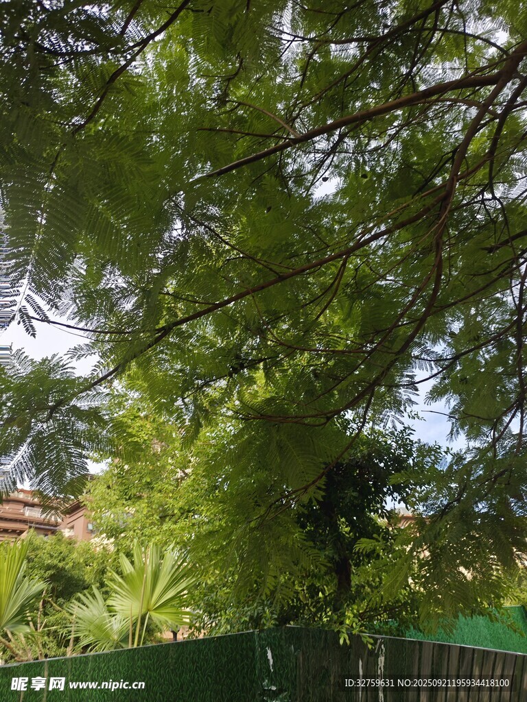 绿荫下的围栏与繁茂枝叶